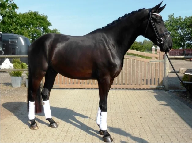 South-West F. B. I. by Fürstenball / Latimer – Upon winning the first round of the National Championship for 4 years old, sold to Monnica Pfingstl. (photo credit Laisbo Hors’es)