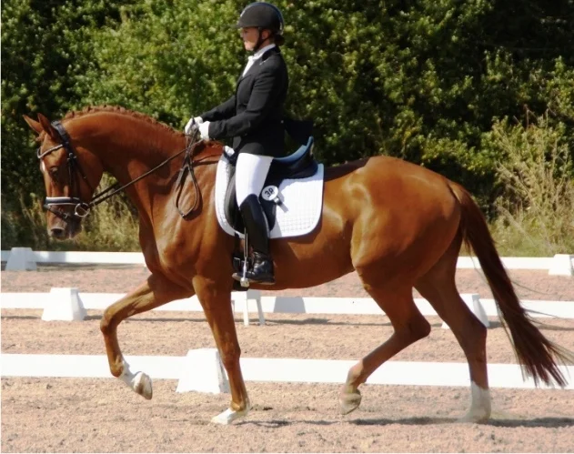 South-West Kut ‘n’ Move&nbsp;by Imperio / Le Rouge – National Trakehner Champion for 4 years old and voted Most Talented Equipage 2015 (photo credit Laisbo Hors’es)