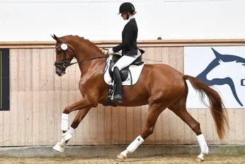 Straight Horse De Milla (bred by Straight Horse ApS) by De Niro x Blue Hors Zack