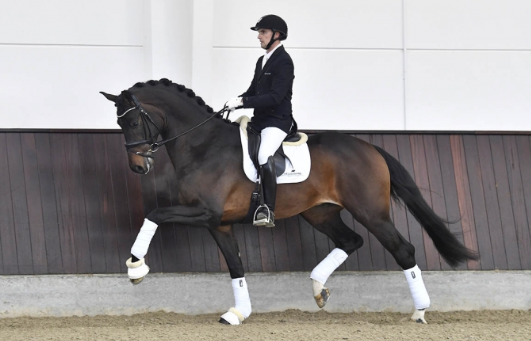 Jovian (2014) by Apache / Tango - photo: Helgstrand Dressage