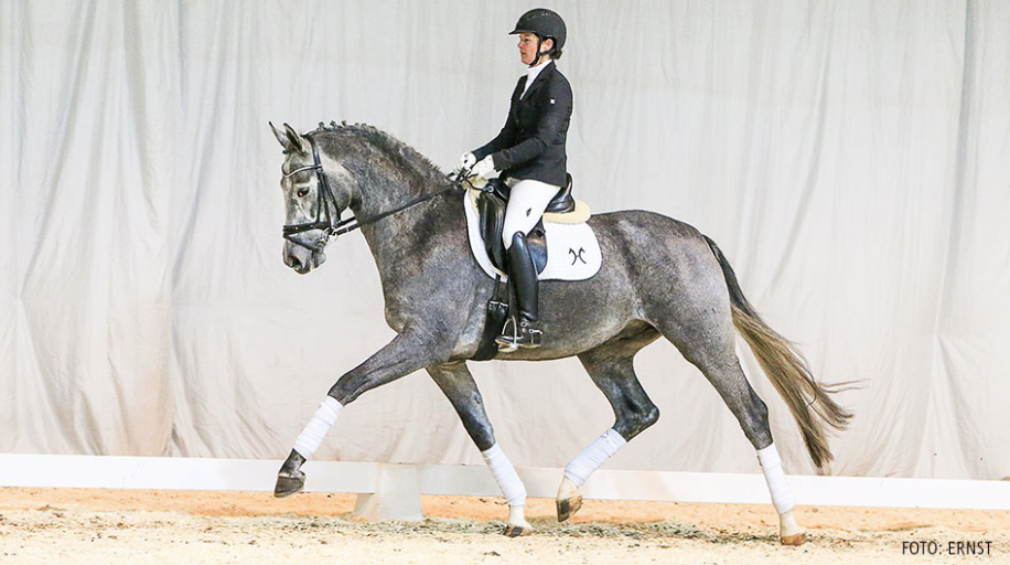 Top price riding horses 53.000 by Belantis/Sandro Hit