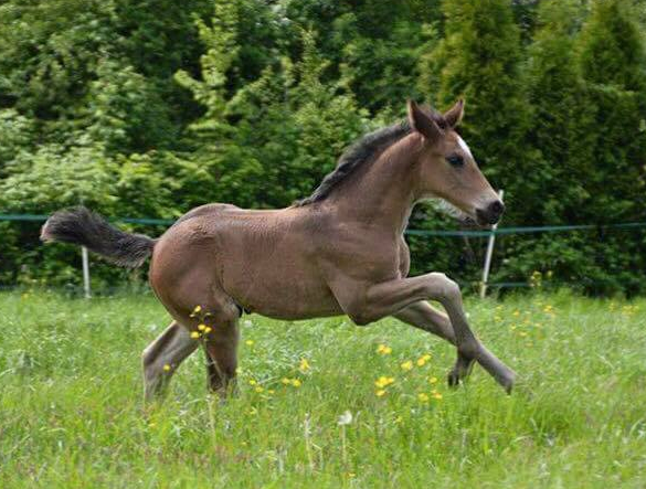 Escamillo - private photo Kimberly Davies