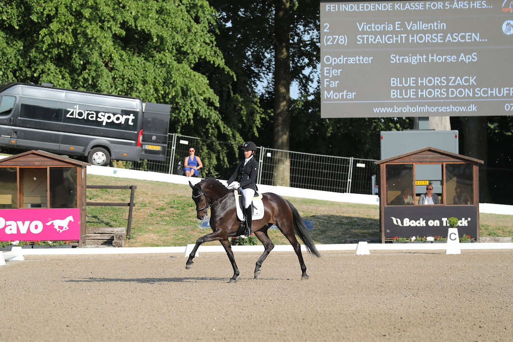 Straight Horse Ascenzione by Blue Hors Zack/Blue Hors Don Schufro. Rider Victoria E. Vallentin