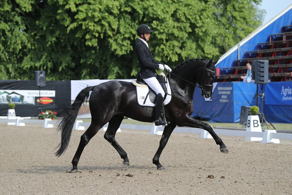 Zhaplin Langholt by Zonik/Stedinger. Rider Andreas Helgstrand
