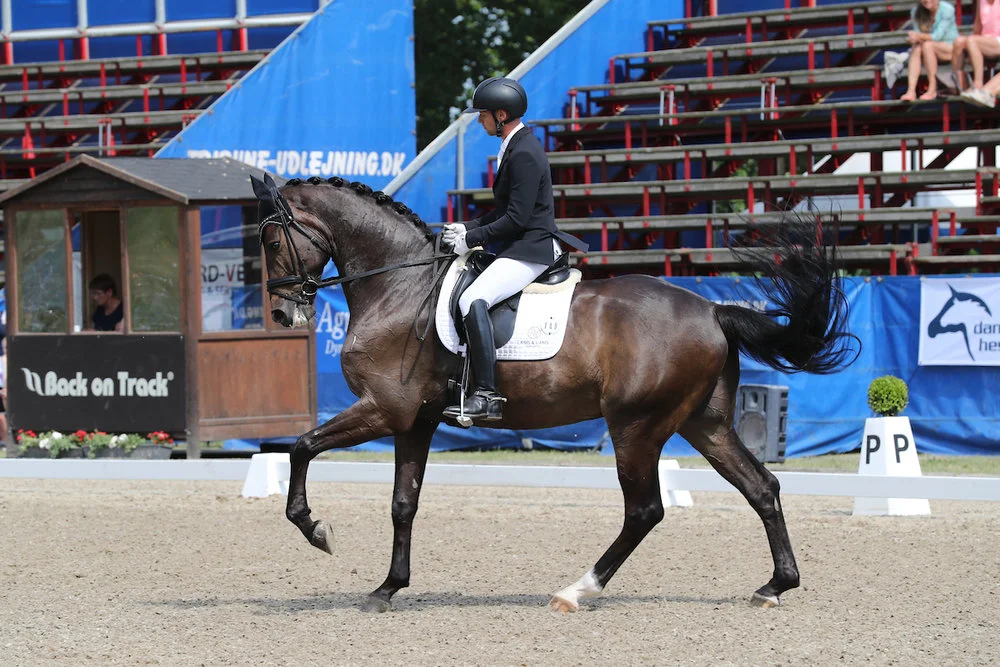 Stenagers Wyatt Earp by Wilkens/Sandro Hit. Rider Kenneth Damgaard