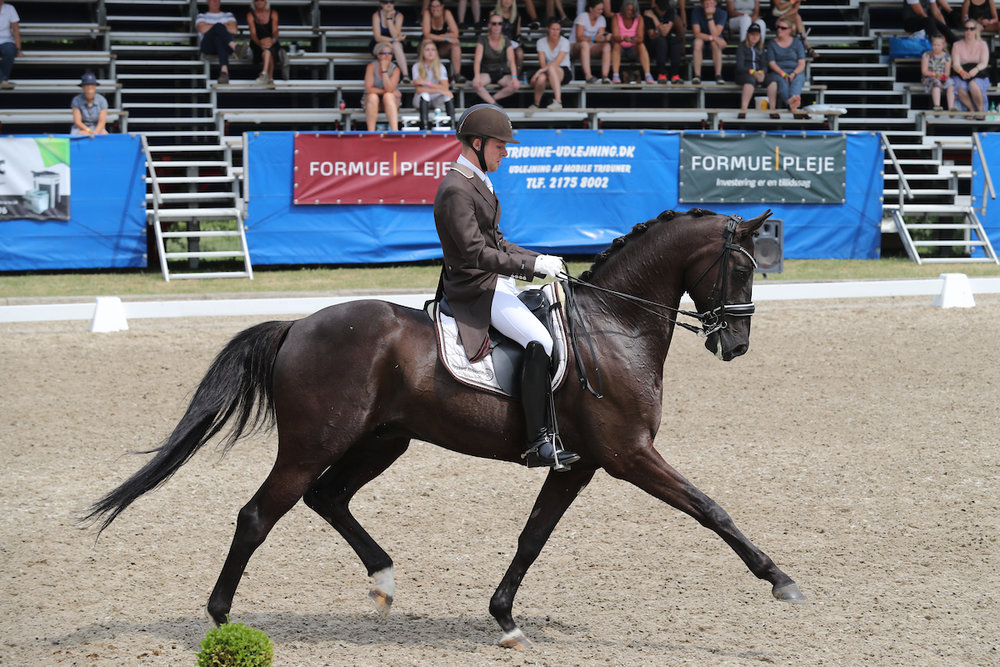 Ellegaardens San Droneur by San Amour/De Noir. Rider Jacob Nørby Sørensen