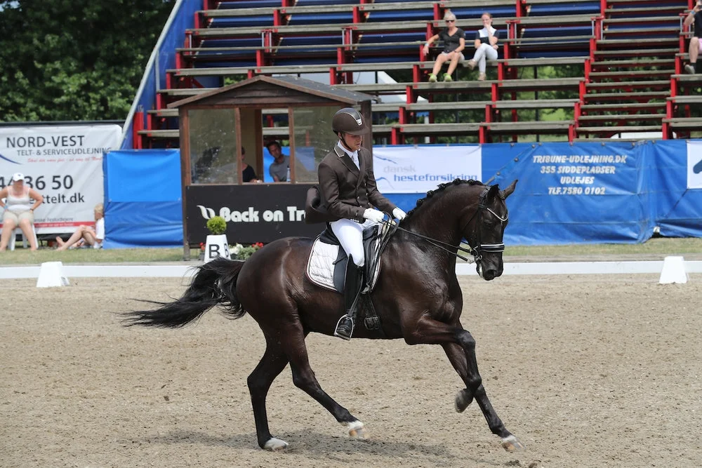 Ellegaardens San Droneur e. San Amour