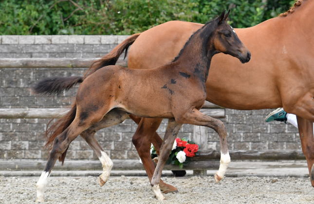 Franklin - Michellino colt