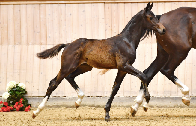 Freischütz - Blue Hors Zack colt