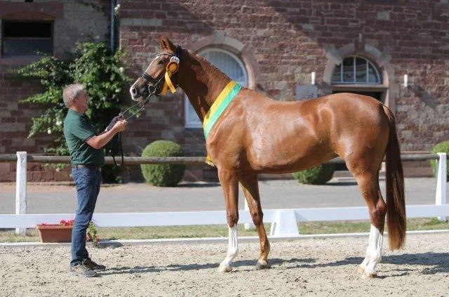Owner and breeder Jens Thorsen with his 3 year old Champion mare Sommelie Souveraine by Sezuan / Silvermoon. Photo credit: Sabine Beck