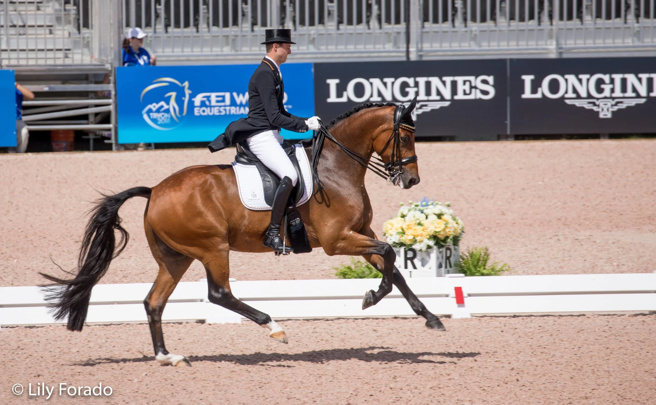 Cosmo galop.jpg