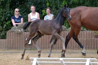 Top price colt by Fürstenball / Belantis - sold for 12.700 euros.