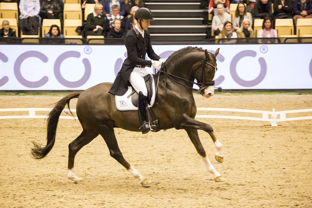Blue Hors Don Olymbrio