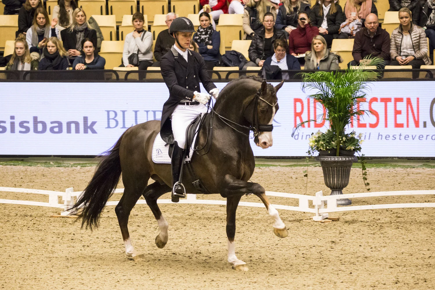 Blue Hors Don Olymbrio and Daniel Bachmann Andersen - photo credit: H2R