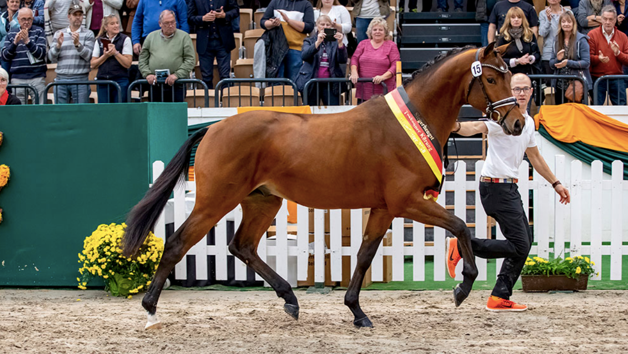Champion stallion Kattenau by Honoré du Soir/Perechlest