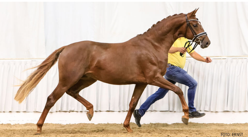 No 56 Dimaggio - Sir Donnerhall I