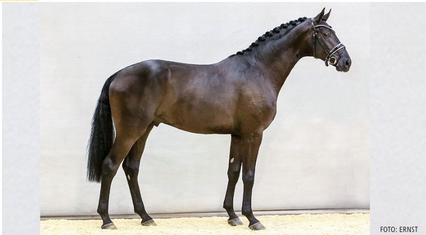 No 81 Morricone - Sir Donnerhall I 