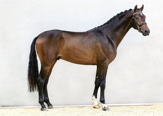 No 99 Vivaldi - Hohenstein 