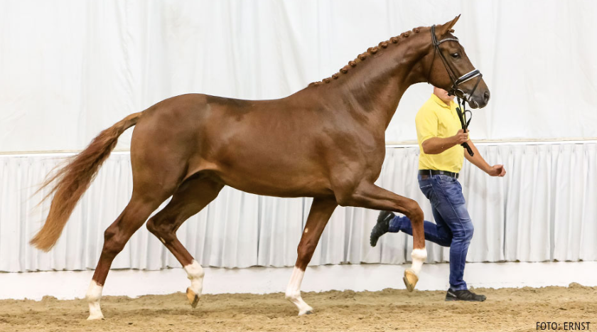 No 97 Vivaldi - Dancier