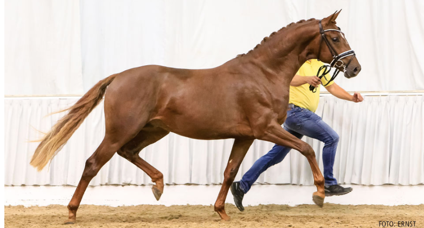 No 56 Dimaggio - Sir Donnerhall I