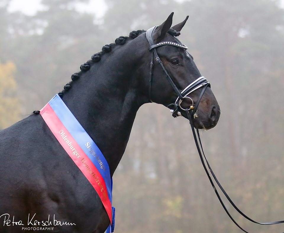 Gigabyte by Grand Galaxy Win T/Blue Hors Don Schufro