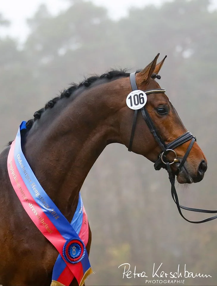 Blue Hors Zackerey by Blue Hors Zack/Sandro Hit