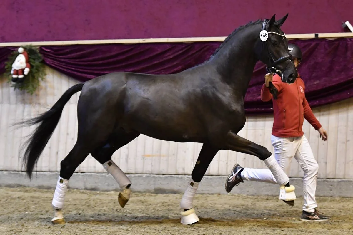Schwalbenkönig Macohl by Sezuan / Schwadroneur - one of today’s absolute highlights.