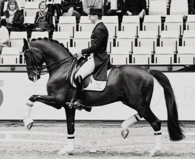 Sezuan and Patrik Kittel during Danish Warmblood stallion show 2018 - photo credit: H2R