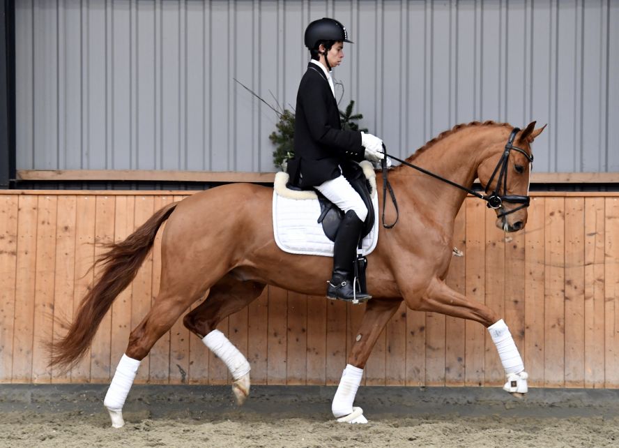 Vishnu-Vitz - 4 year old light footed gelding