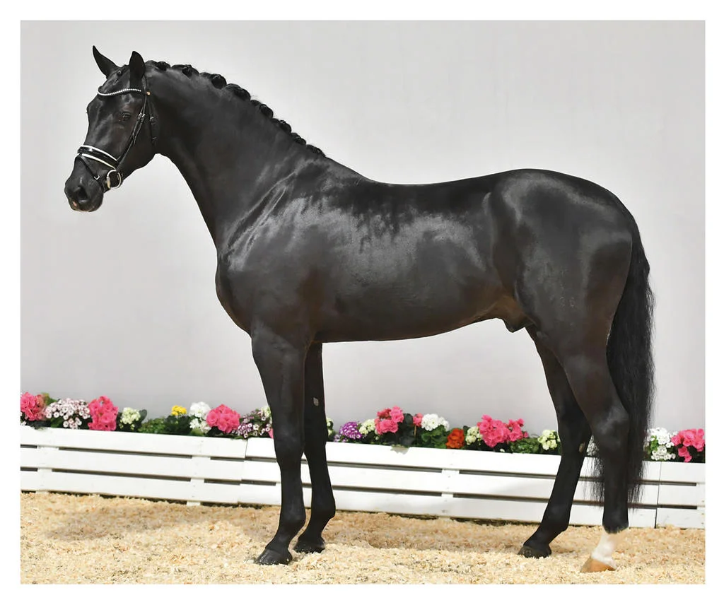 Reserve Champion - UNO What´s Up