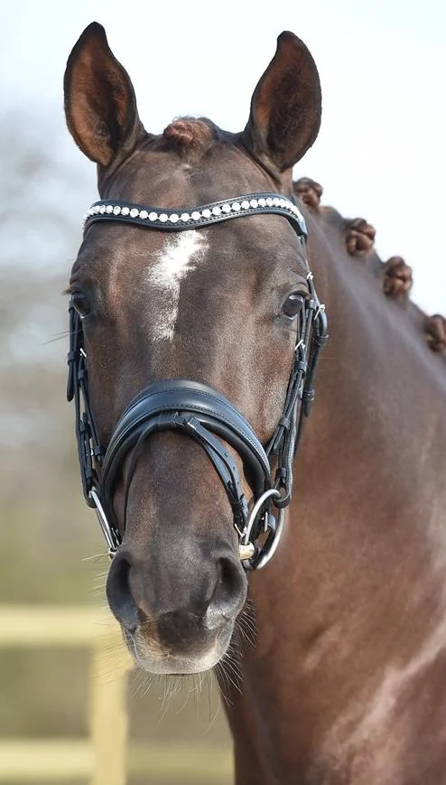 Duke DVH 1333 by Dimaggio - Sir Donnerhall