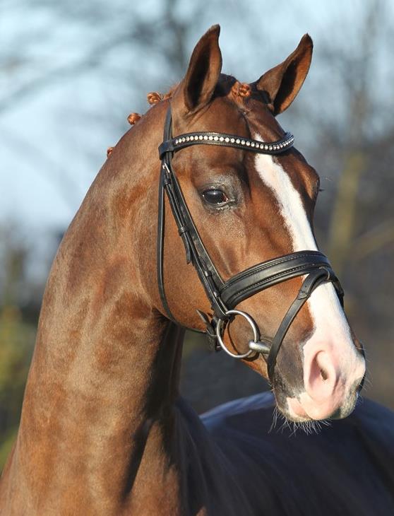 De l'Or DVH 1106 by Dancier - Rotspon