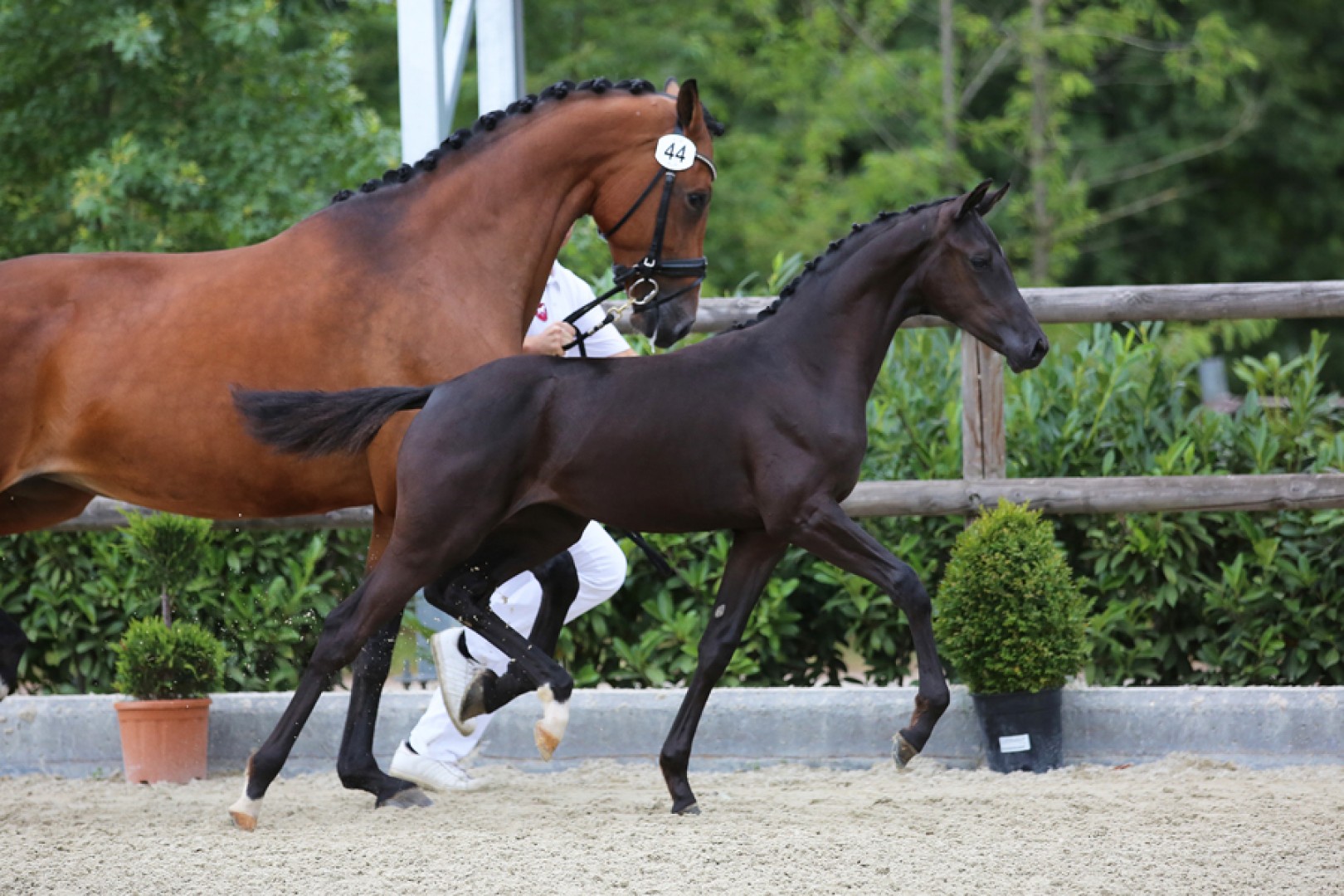 Boy And Horse Xxx Video - 16.000 euros top price at SELL foal auction Brabant by Daily Diamond x  Dream Boy â€” Horse2Rider