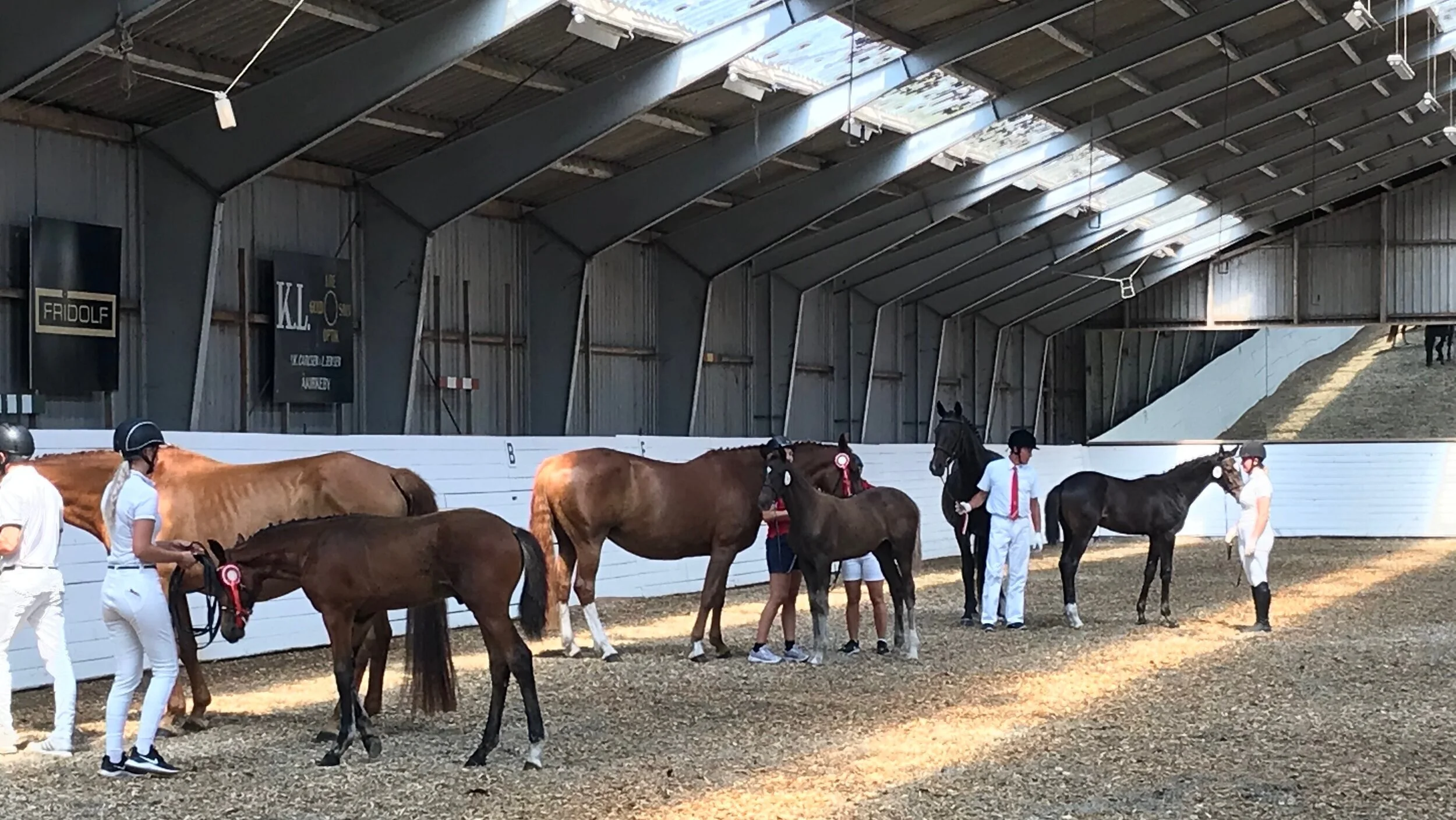De tre føl til dagens følskue på Bornholm: Hesselhøj Donkey Boy/Sam Sam - Hesselhøj Donkey Boy/Quaterback - Blue Hors Farrell/Blue Hors Zack
