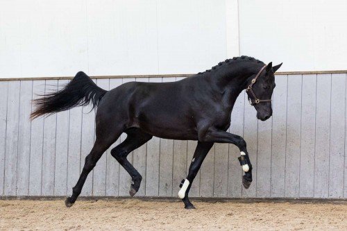 (2020) Glamourdale x Rubiquil - stallion 