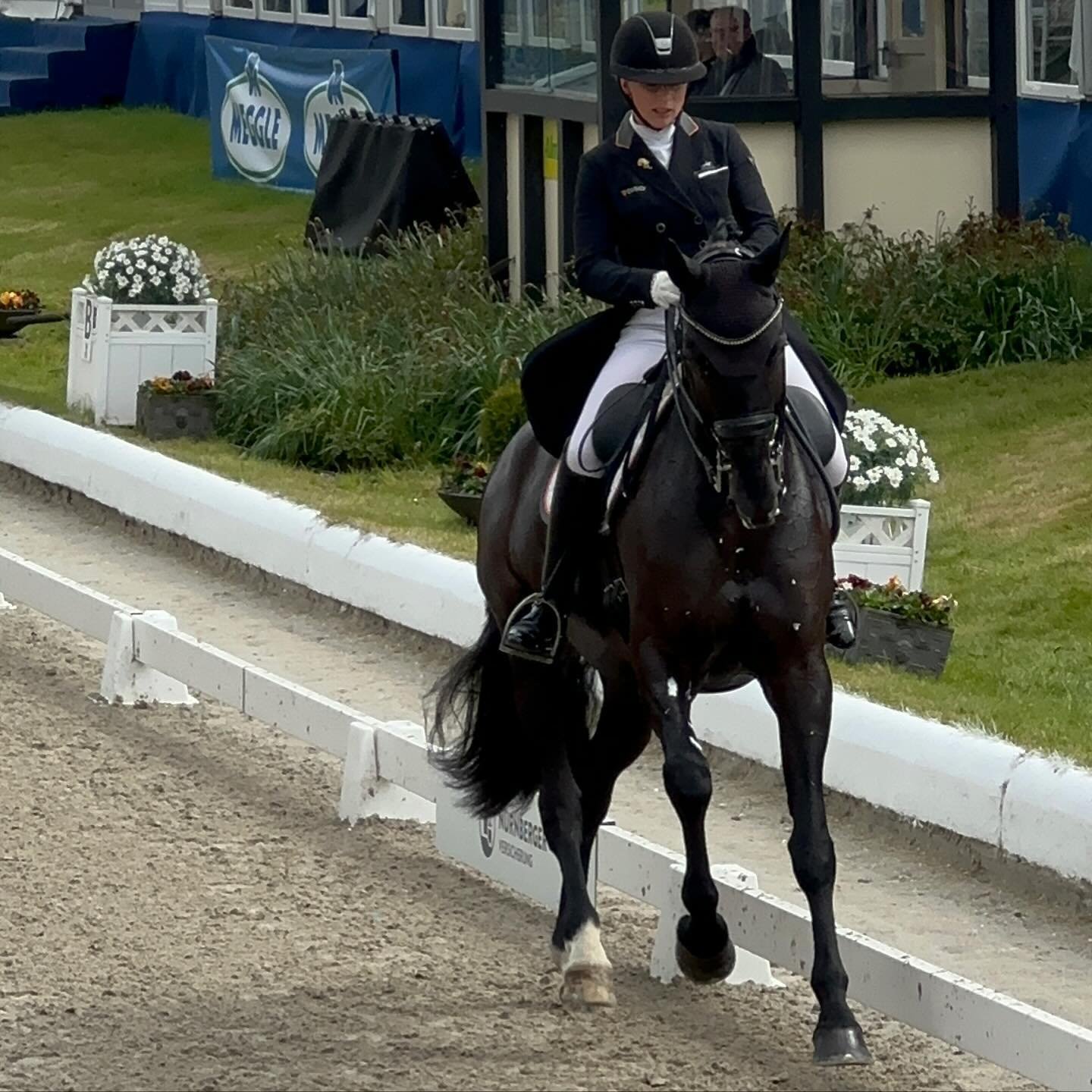 7 year old Chere Seline OLD by Governor / San Amour &amp; Lena Hassmass - another power mare. Lovely go and flow for trot tour, super walk tour, strong canter with nice half pirouettes, still need a bit extra support for the series but lots of basic 