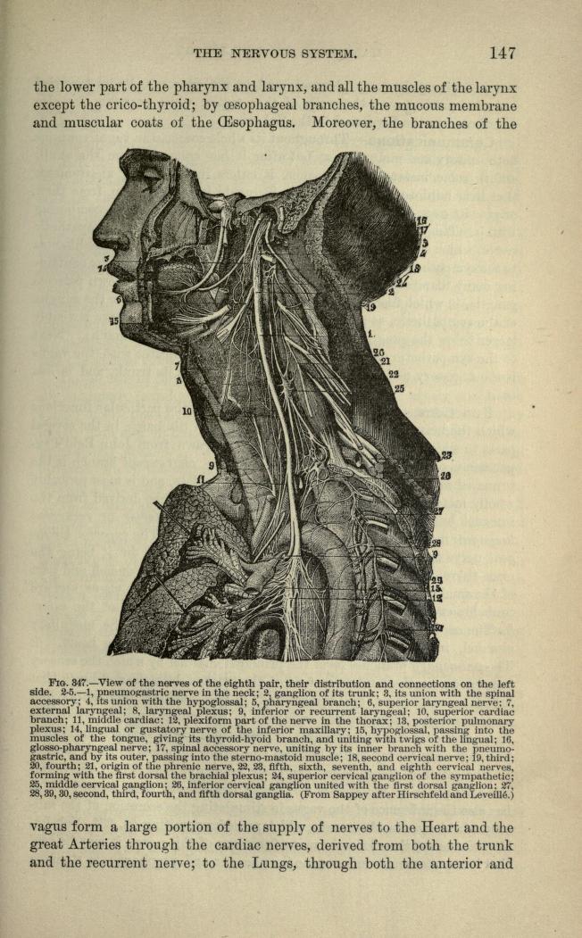 Link between your Gut, your Vagus nerve and the incidence of Parkinson's Disease 