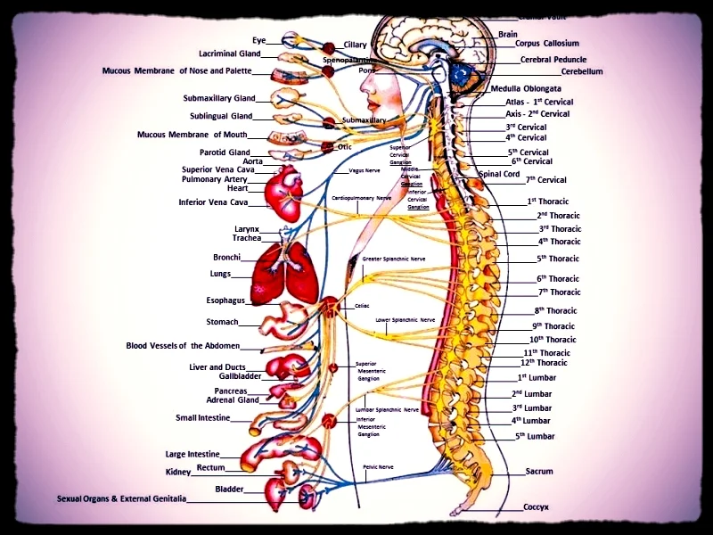 'Health is the soul that animates all the enjoyments of life, which fade and are tasteless without it.'  -Seneca