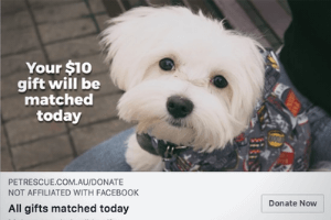 Tax time fundraising copywriting 2018 PetRescue.png