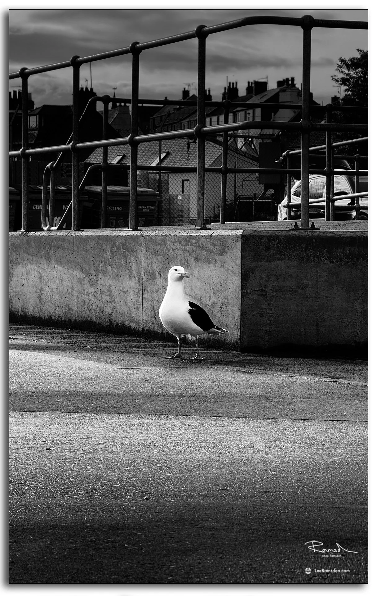 Urban Seagulls. 