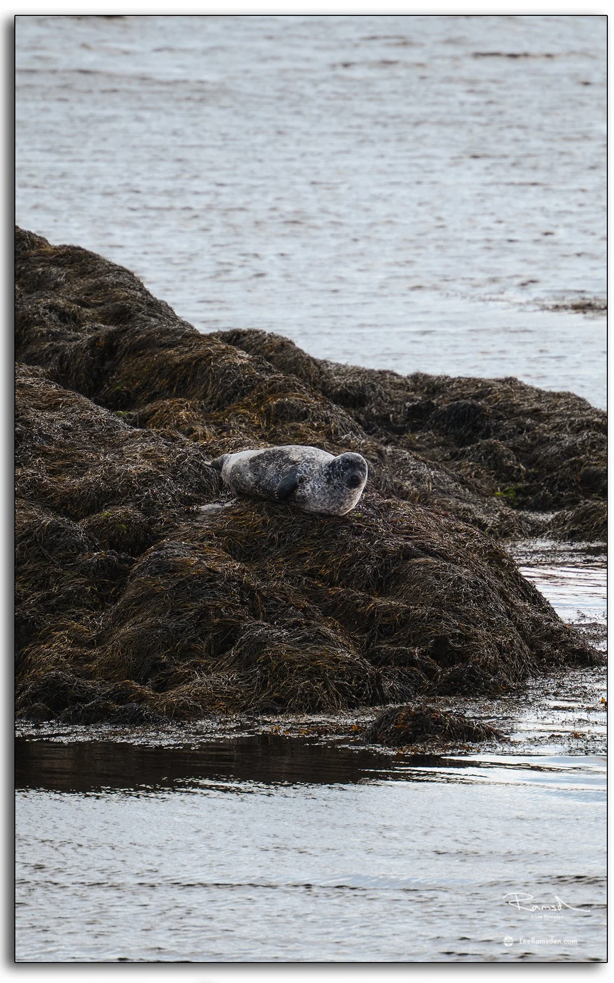 Grey seal resting on seaweed-covered rocks at the Seal Viewpoint, Isle of Harris, Outer Hebrides, Scotland.