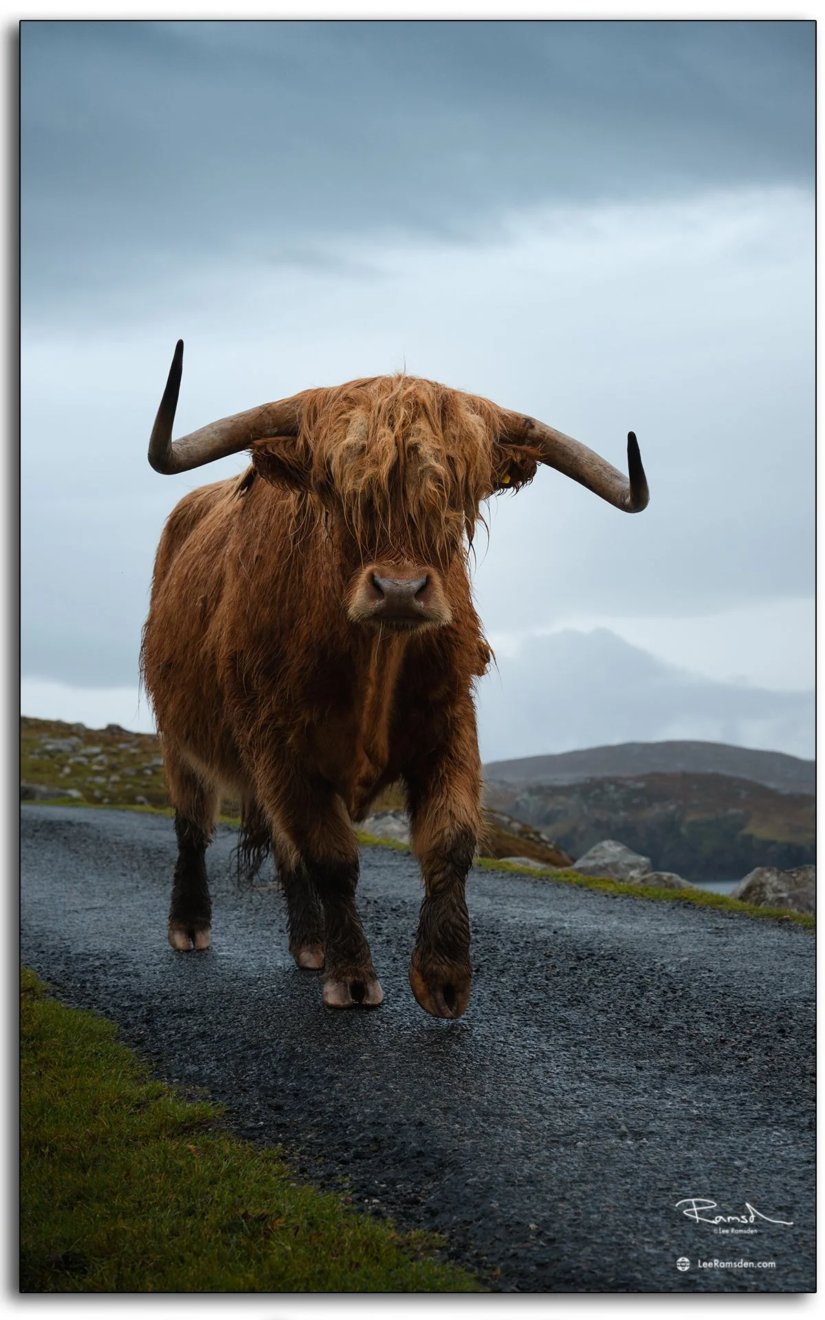 Scottish Highland cow walking along a country road on the Isle of Lewis, with rugged hills and moody Hebridean skies in the background.