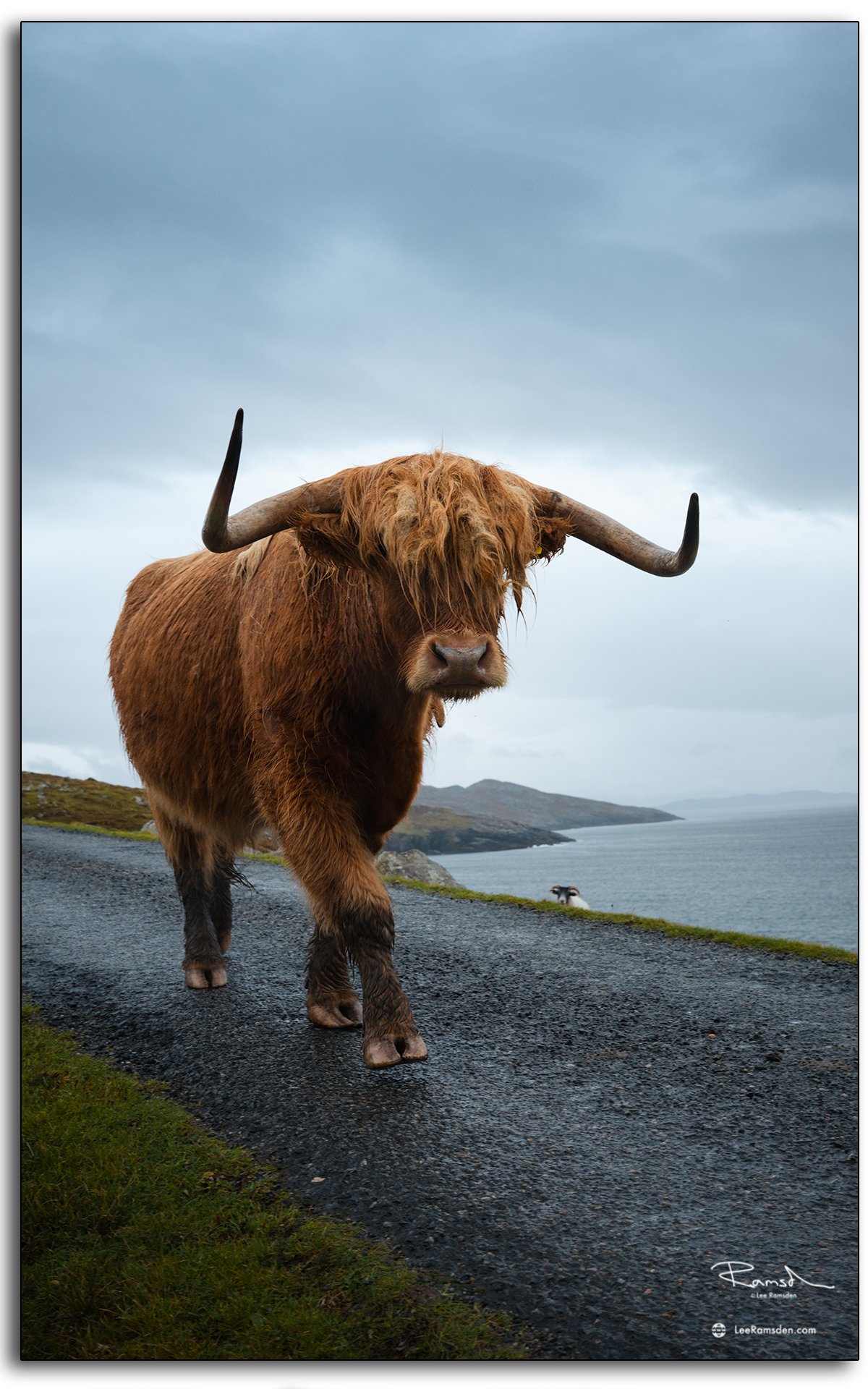 Scottish Highland cow walking along a country road on the Isle of Lewis, with rugged hills and moody Hebridean skies in the background.