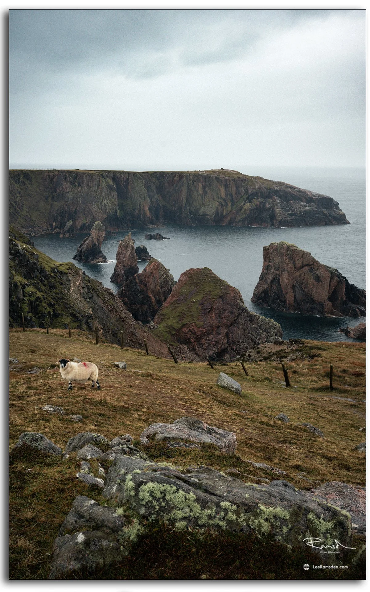 Sheep grazing above the dramatic Mangersta Sea Stacks on the Isle of Lewis, Outer Hebrides, under overcast coastal skies