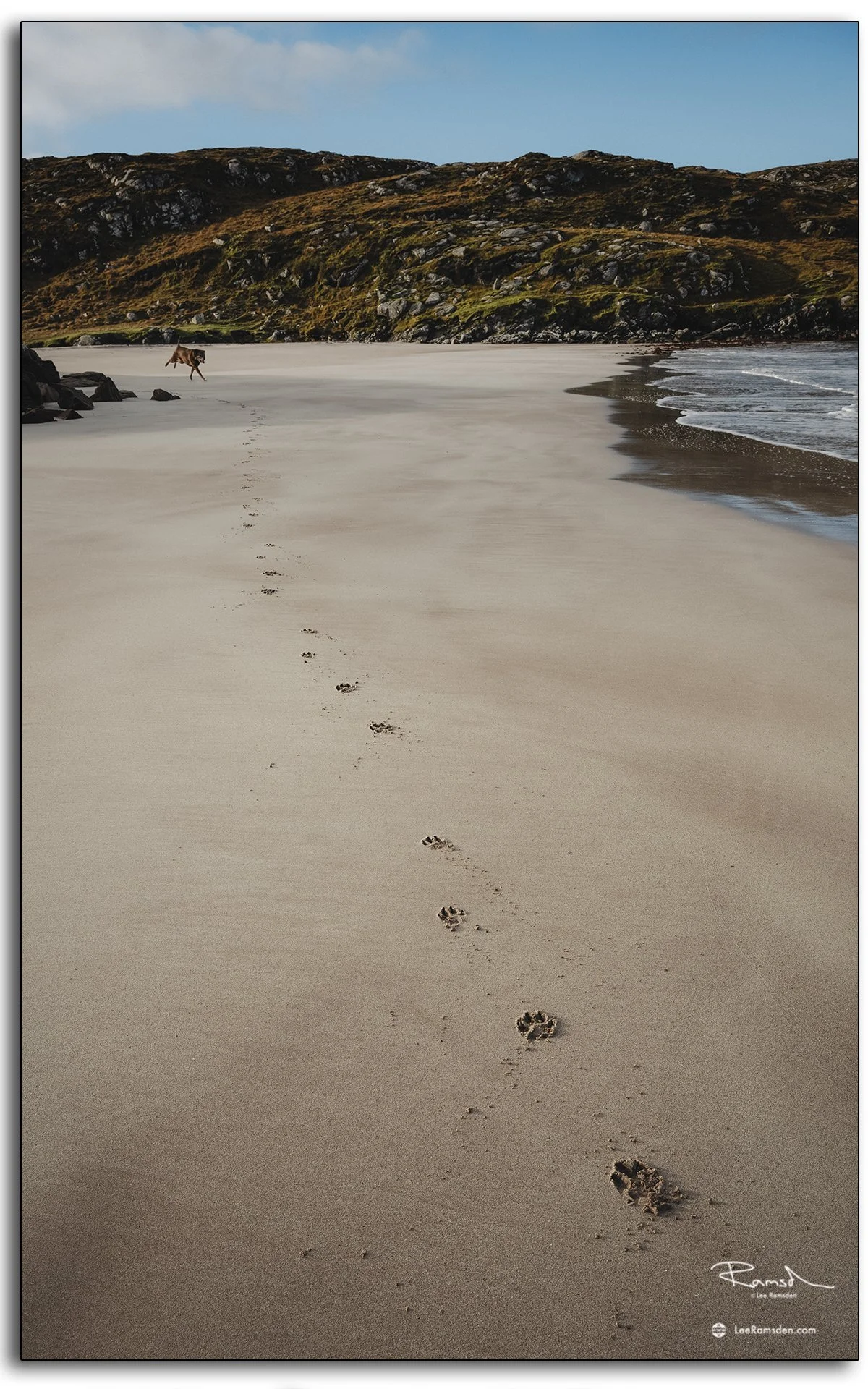 Dog paw prints and running dog along Hushinish Beach on the Isle of Harris, Scotland, leaving footprints in the smooth sand on a calm sunny day
