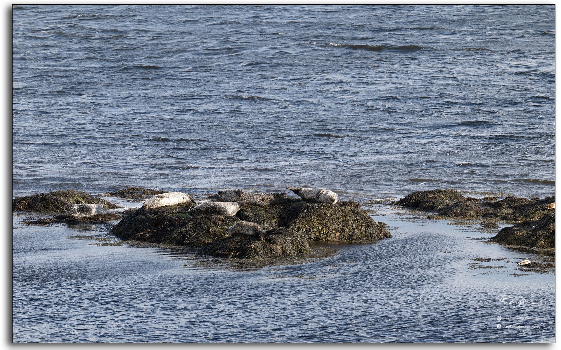 Group of grey seals resting on seaweed-covered rocks at the Seal Viewpoint, Isle of Harris, Outer Hebrides, Scotland