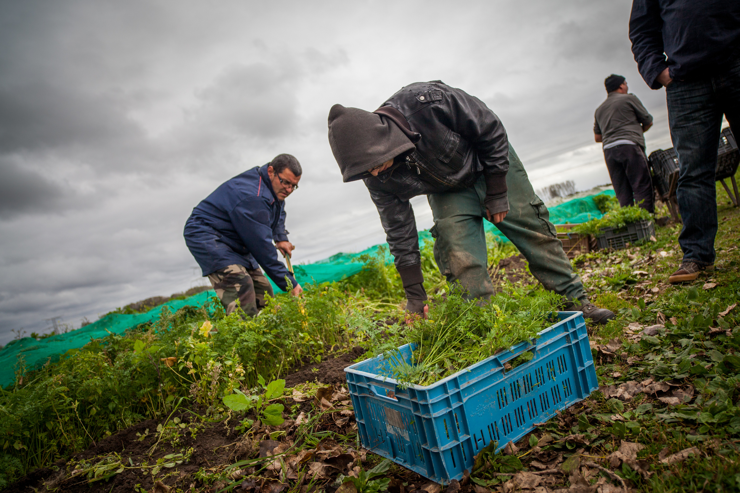  L'écopôle alimentaire basée à Vieille-Eglise dans le Pas-de-Calais propose une agriculture biologique et solidaire. Les fruits et légumes sont produits par des personnes en réinsertion, et des “paniers solidaires” sont distribués aux familles défavo