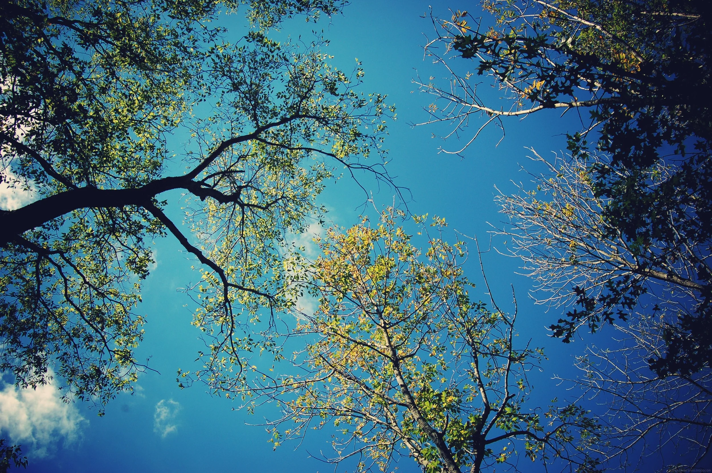 trees_effected.jpg