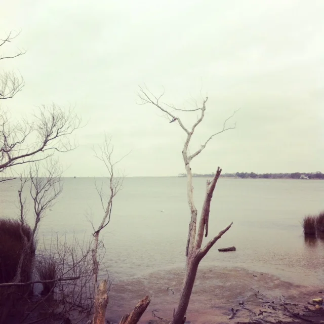 photo(branch).JPG