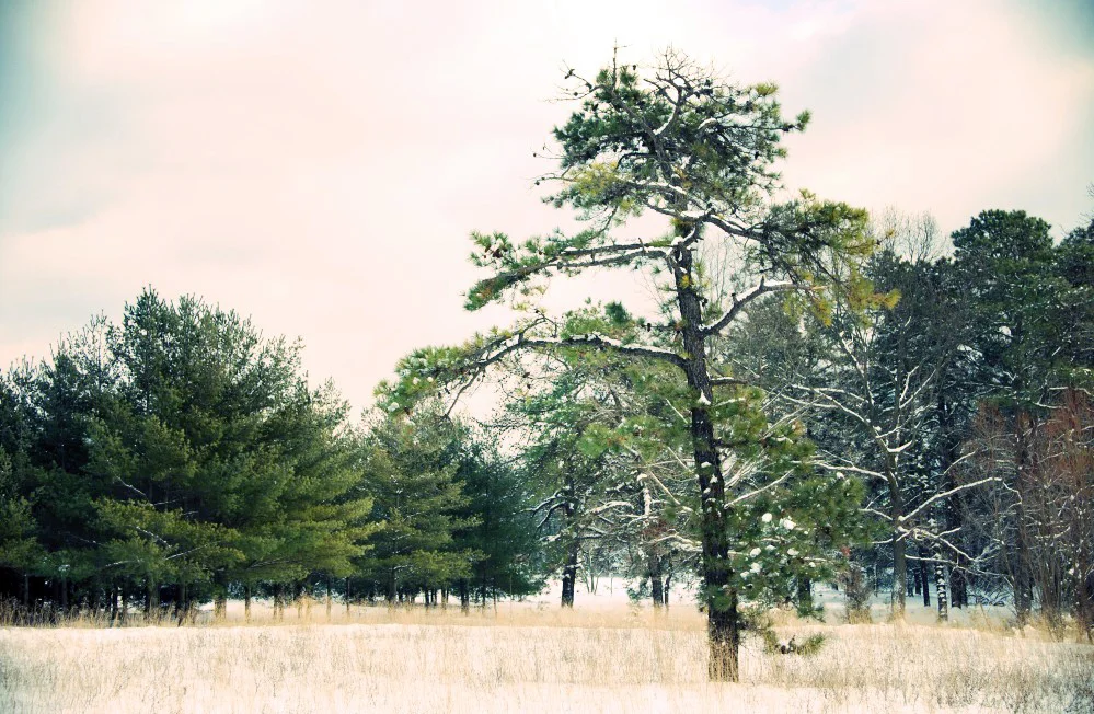 pine_effected.jpg